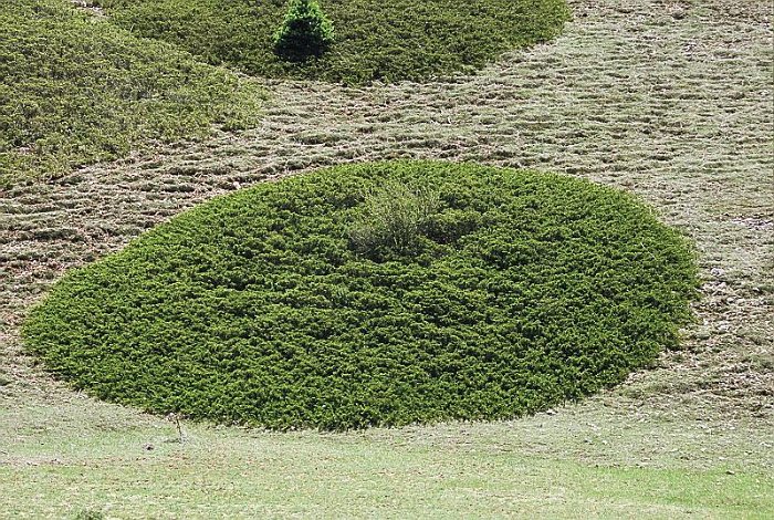 Juniperus sabina (2)